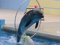 прыжок дельфина 59 kb