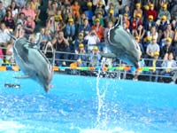 синхронный прыжок дельфинов  70 kb